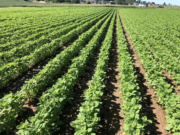 Le champ de quinoa au printemps