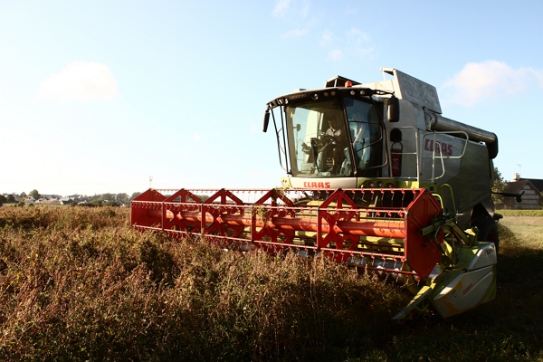 Récolte du quinoa par une moissonneuse-batteuse